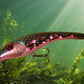 Wobbler Rock'n Roll Brown Trout